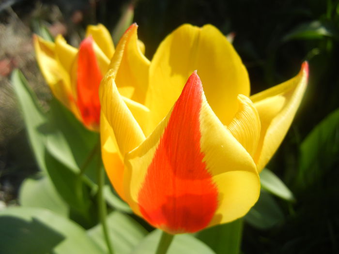 Tulipa Stresa (2014, March 23)