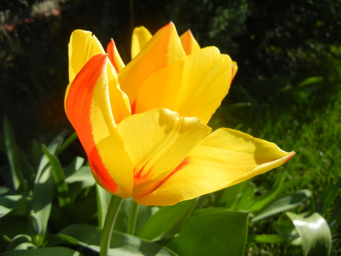 Tulipa Stresa (2014, March 23)