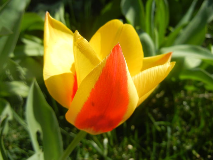 Tulipa Stresa (2014, March 23)