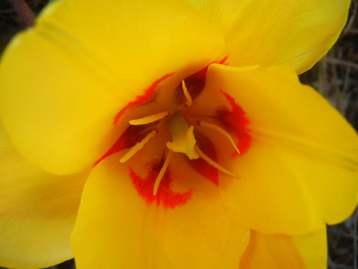 Tulipa Stresa (2014, March 23)