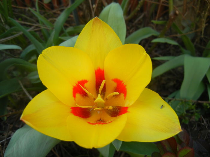 Tulipa Stresa (2014, March 23)