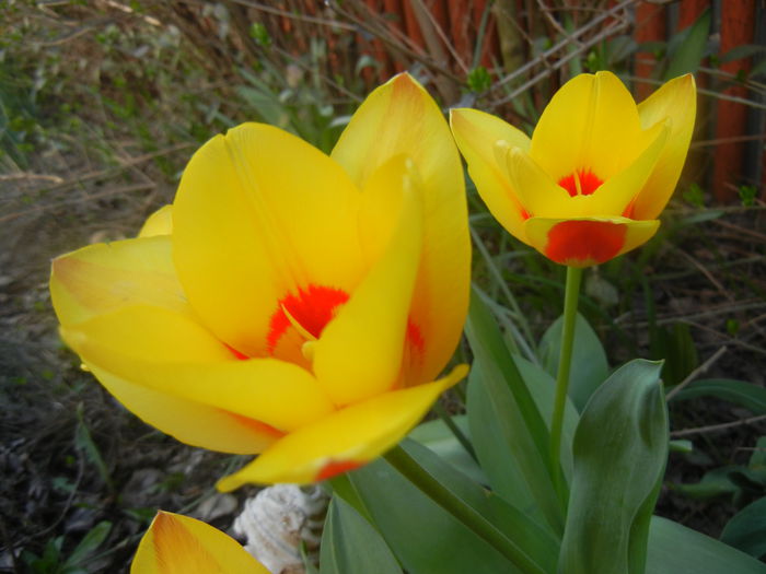 Tulipa Stresa (2014, March 23)