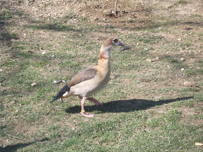 2014 032 - toamna 2014