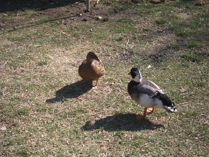 2014 061 - toamna 2014