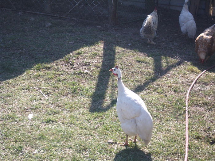 2014 063 - toamna 2014