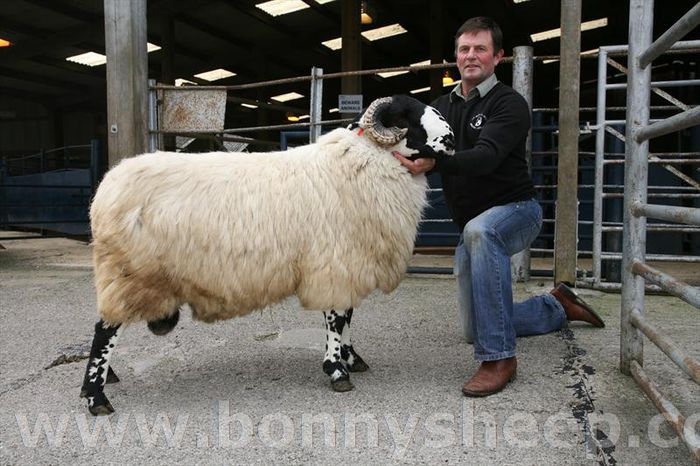 Berbec Rough Fell - Rase de oi si capre-Poze deosebite-1