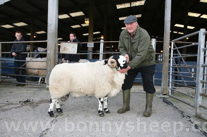 Berbec Rough Fell la Expo - Rase de oi si capre-Poze deosebite-1