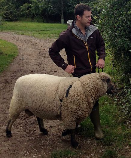 Berbec Shropshire la plimbare