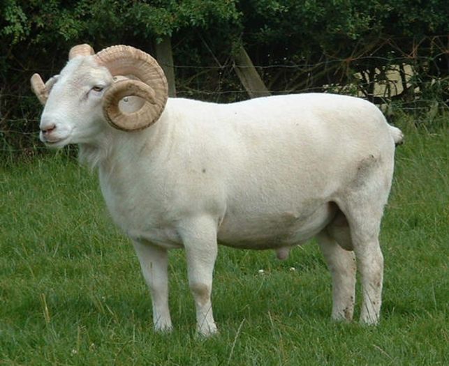Berbec Wiltshire - Rase de oi si capre-Poze deosebite-1