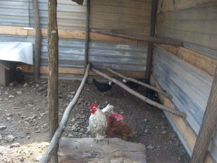 2014 075 - toamna 2014