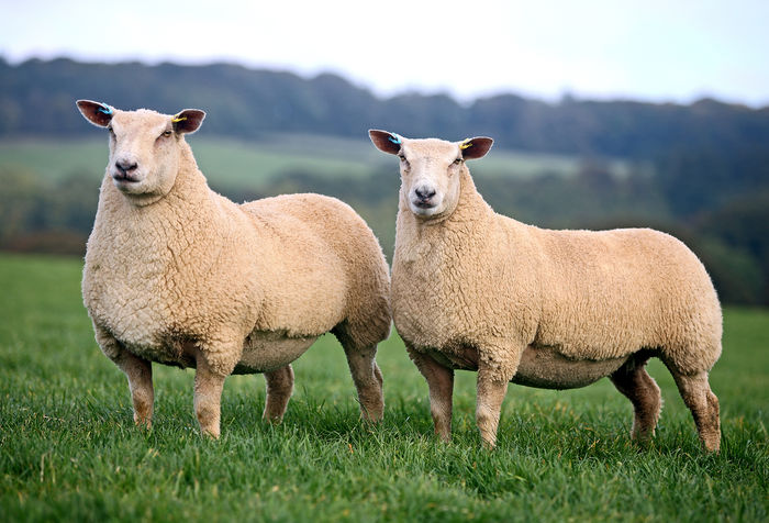 Charolais dosebiti - Rase de oi si capre-Poze deosebite-1