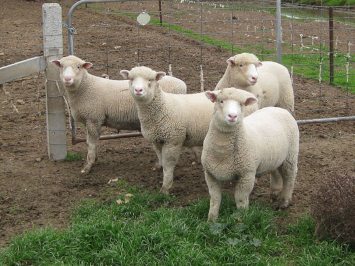 Miei Polled Dorsets - Rase de oi si capre-Poze deosebite-1