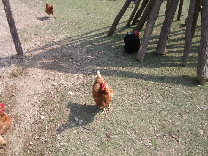 2014 081 - toamna 2014