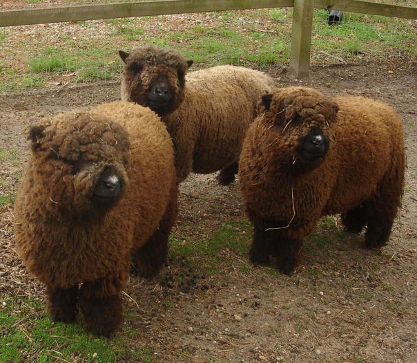Miei Southdown dolofani - Rase de oi si capre-Poze deosebite-1