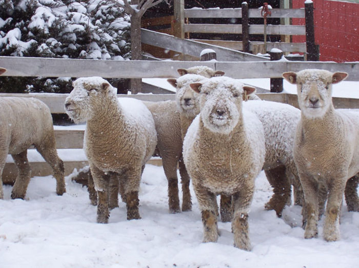 Miei Southdown iarna - Rase de oi si capre-Poze deosebite-1