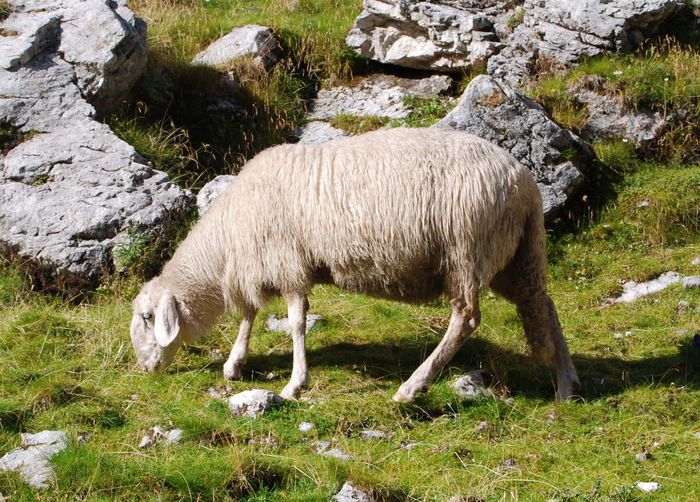 Oaie Bergamasca - Rase de oi si capre-Poze deosebite-1