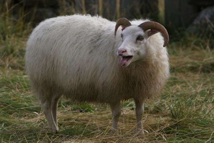 Oaie norvegiana Icelandic - Rase de oi si capre-Poze deosebite-1