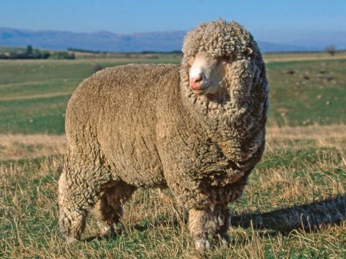 Oaie Polwarth - Rase de oi si capre-Poze deosebite-1