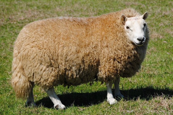 Oaie Shetland-Cheviot-46 - Rase de oi si capre-Poze deosebite-1