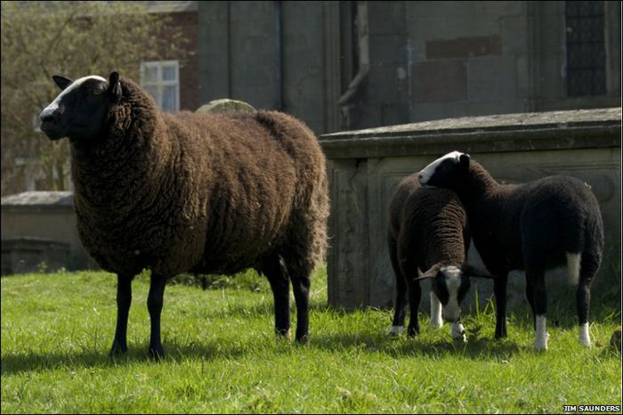 Oaie Zwartbles-8x - Rase de oi si capre-Poze deosebite-1