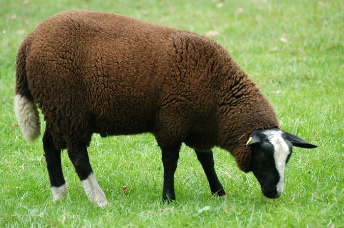 Oaie Zwartbles-54c - Rase de oi si capre-Poze deosebite-1
