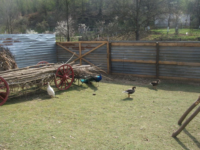 2014 090 - toamna 2014