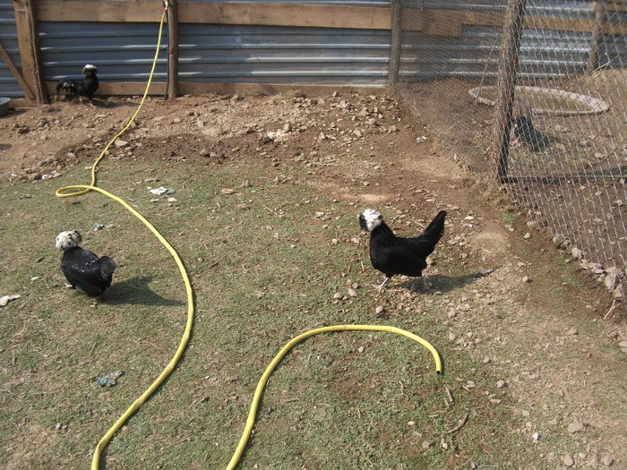 2014 092 - toamna 2014