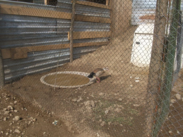 2014 093 - toamna 2014