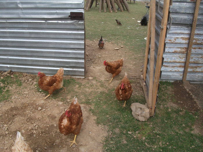 2014 098 - toamna 2014