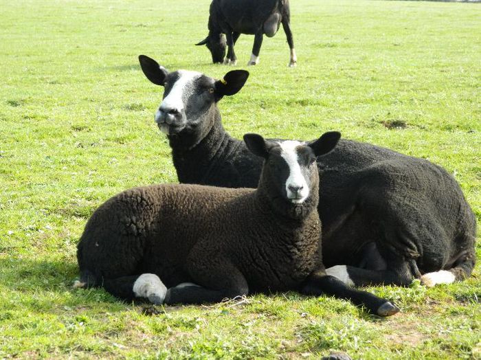 Oi Zwartbles-98 - Rase de oi si capre-Poze deosebite-1