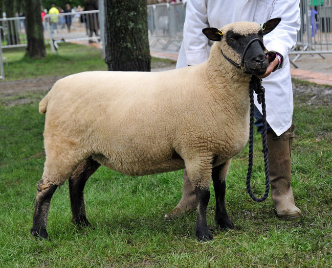 Shropshire frumoasa - Rase de oi si capre-Poze deosebite-1