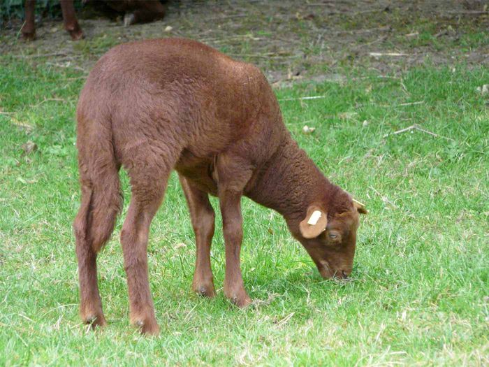 Solognote oaie rosie - Rase de oi si capre-Poze deosebite-1