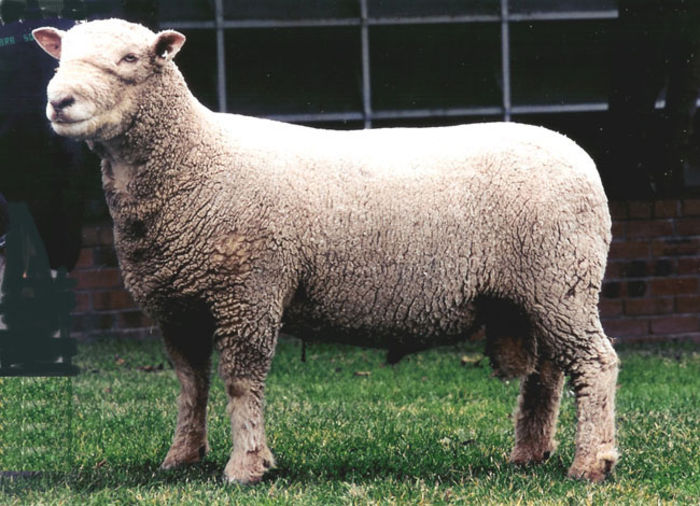 Southdown berbec - Rase de oi si capre-Poze deosebite-1