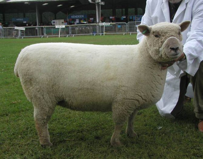 Southdown la pozat - Rase de oi si capre-Poze deosebite-1