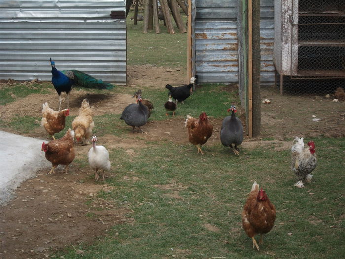 2014 106 - toamna 2014