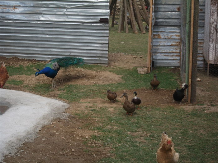 2014 107 - toamna 2014