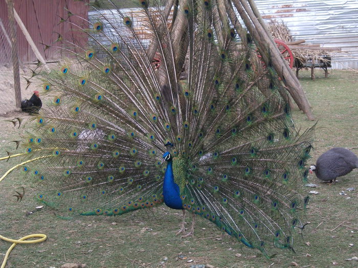 2014 133 - toamna 2014