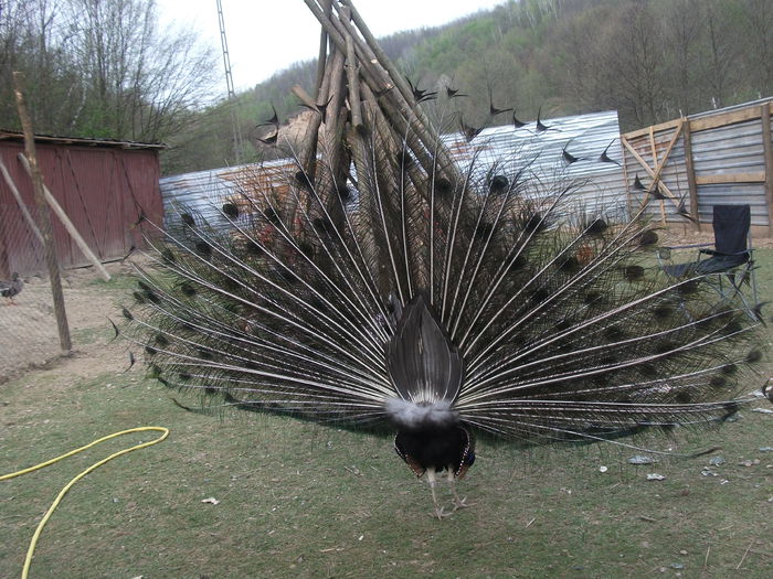 2014 137 - toamna 2014