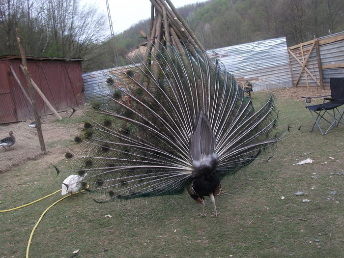 2014 138 - toamna 2014