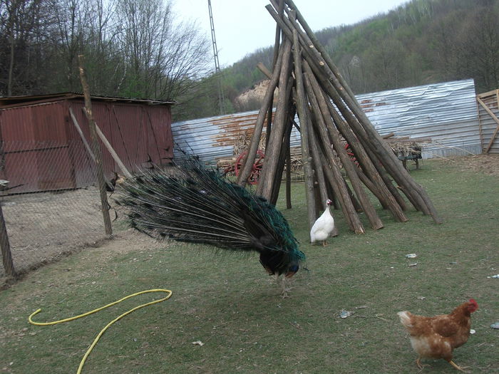 2014 139 - toamna 2014