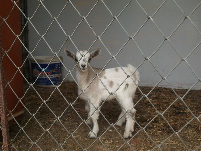 2014 147 - toamna 2014