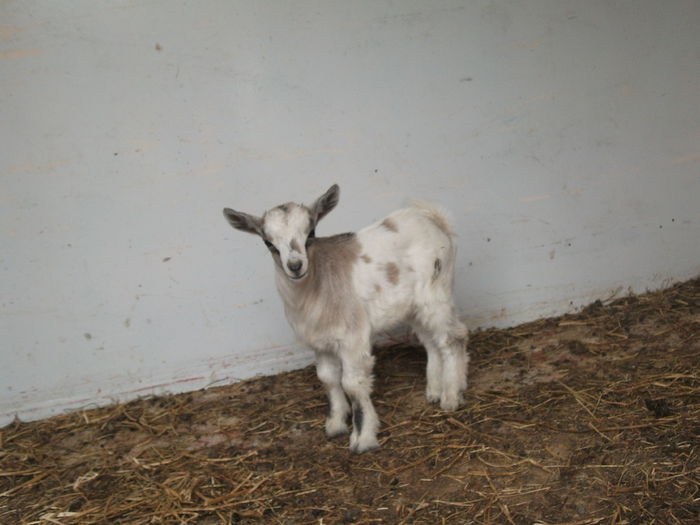 2014 148 - toamna 2014