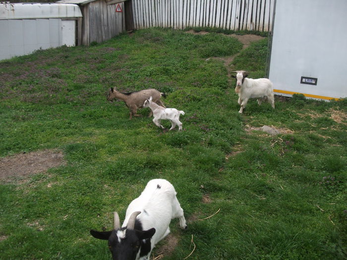 2014 152 - toamna 2014