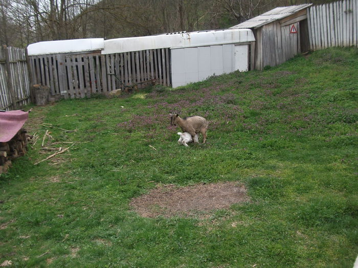 2014 153 - toamna 2014