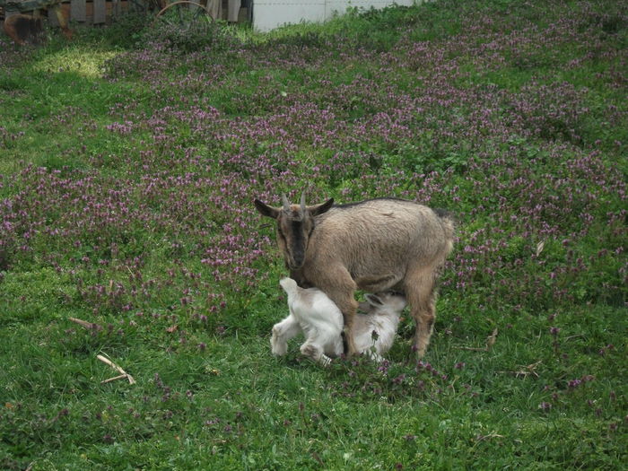 2014 154 - toamna 2014