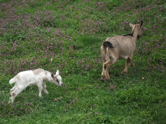 2014 156 - toamna 2014