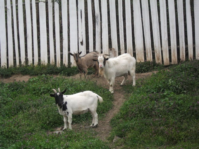 2014 158 - toamna 2014