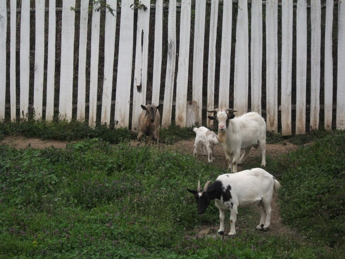 2014 159 - toamna 2014