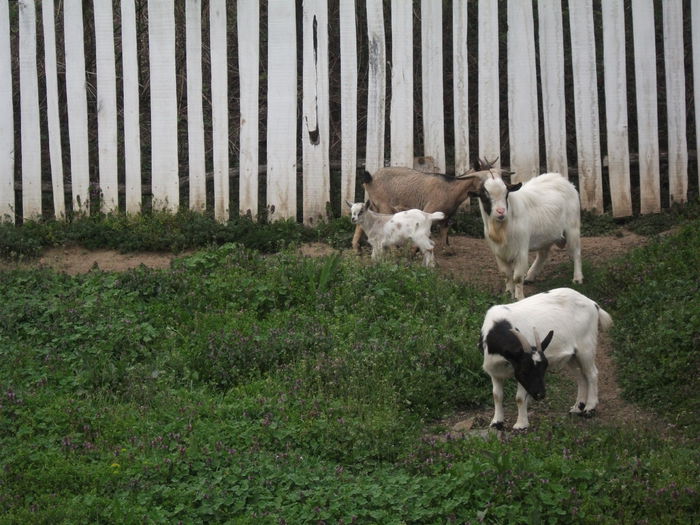 2014 160 - toamna 2014