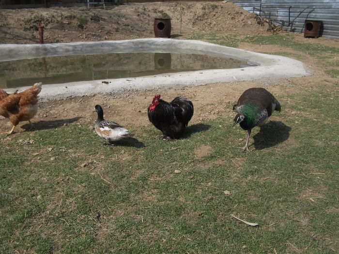 2014 162 - toamna 2014